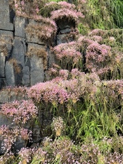 Apinagia guyanensis