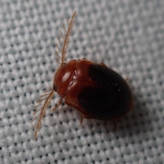 Prionocyphon discoideus