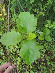 Karpatiosorbus latifolia