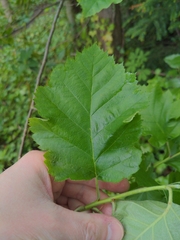 Karpatiosorbus latifolia