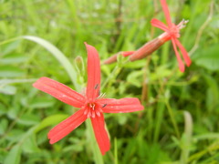Silene virginica