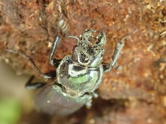 Platycerus caprea