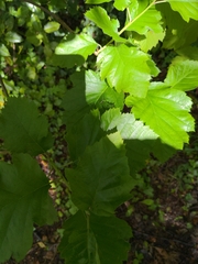Karpatiosorbus latifolia