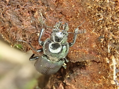 Platycerus caprea