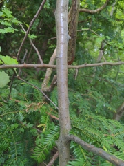 Karpatiosorbus latifolia