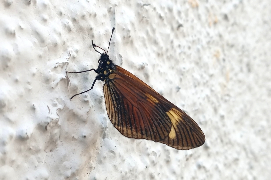 Actinote melanisans