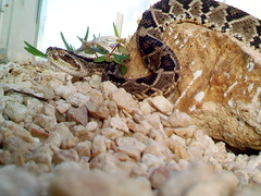 Crotalus tzabcan