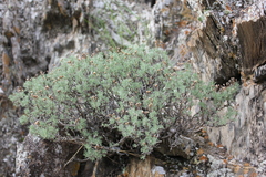 Brachanthemum krylovii