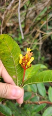 Palicourea crocea