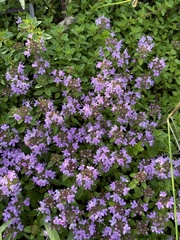 Thymus komarovii