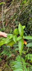 Palicourea crocea