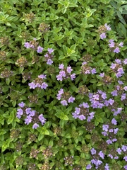 Thymus komarovii