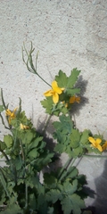 Chelidonium majus