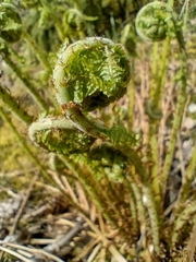 Matteuccia struthiopteris