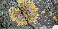 Xanthoria parietina