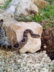 Crotalus tzabcan