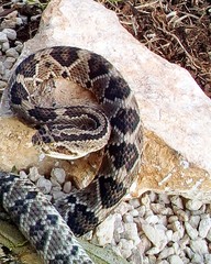 Crotalus tzabcan