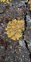 Xanthoria parietina