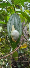 Parthena acutangula