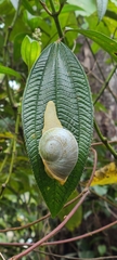 Parthena acutangula