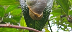 Parthena acutangula