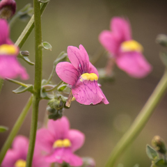 Nemesia caerulea