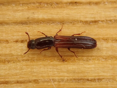 Colydium filiforme