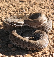 Crotalus willardi willardi