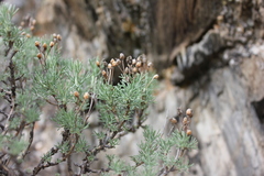 Brachanthemum krylovii