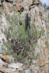 Brachanthemum krylovii