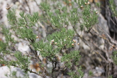 Brachanthemum krylovii