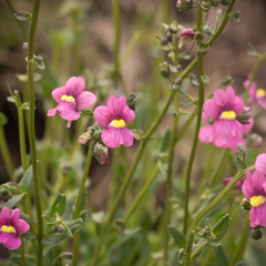 Nemesia caerulea
