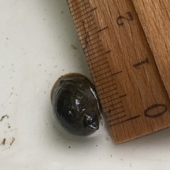 Ampullaceana balthica