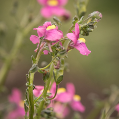 Nemesia caerulea