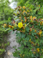 Chamaecytisus