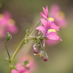 Nemesia caerulea