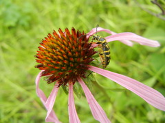 Echinacea laevigata