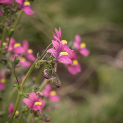 Nemesia caerulea