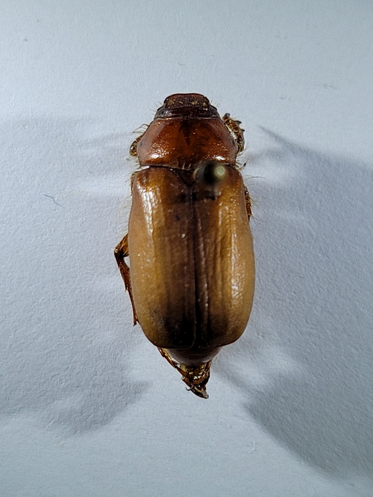 Listrochelus koehlerianus