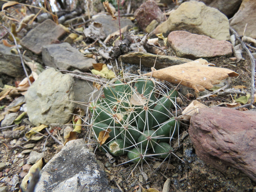 Mammillaria longimamma, Querétaro, MX