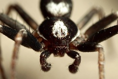 Pulchellodromus bistigma