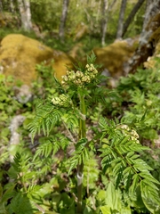 Anthriscus sylvestris