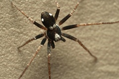 Pulchellodromus bistigma