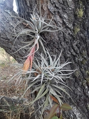 Tillandsia erubescens