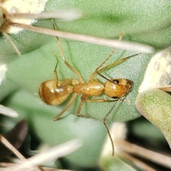 Camponotus festinatus