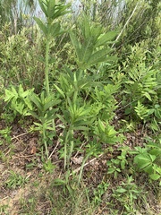 Veronicastrum virginicum