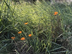 Eschscholzia californica