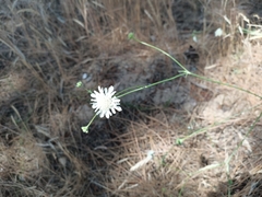 Pycnocomon rutifolium