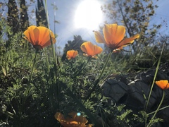 Eschscholzia californica