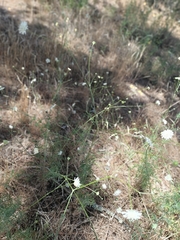 Pycnocomon rutifolium